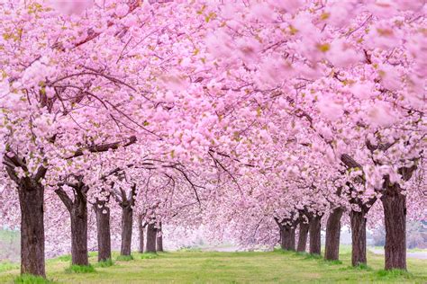 The Science Behind the Magic: Understanding the Bloom of the Sakura Tree